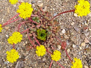 some kind of sedum gathered from the natural sorroundings