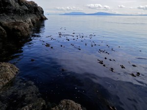 cliffs and kelp beds