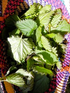 a basket of stinging nettles
