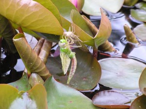 dragonfly emerging