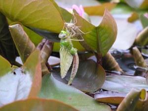 dragonfly emerging 2