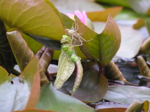 dragonfly emerging 3