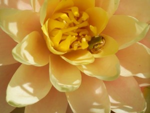 tree frog in lily