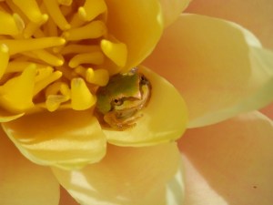 lily frog 