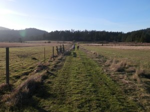 the walk to forest school