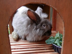Rabbits love greens!