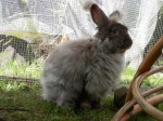Gustav- Chocolate French&nbsp;Angora