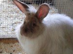 Rosey- French Angora