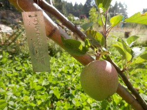 Tydeman's Late Orange