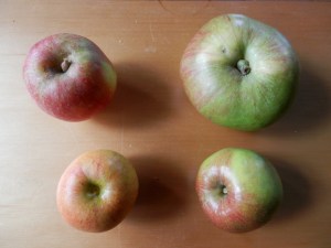 Clockwise: Tydeman's Late Orange, Bramley's Seedling, Lord Lambourne, Rubinette