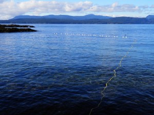 eel grass beach seine