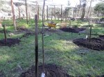 dwarf fruit trees