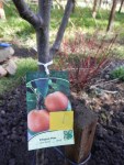 chojuro asian pear