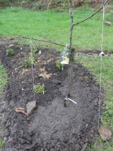 asian pear and native berries