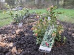 lingonberry