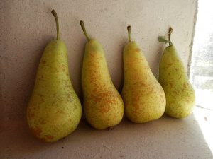 conference pear